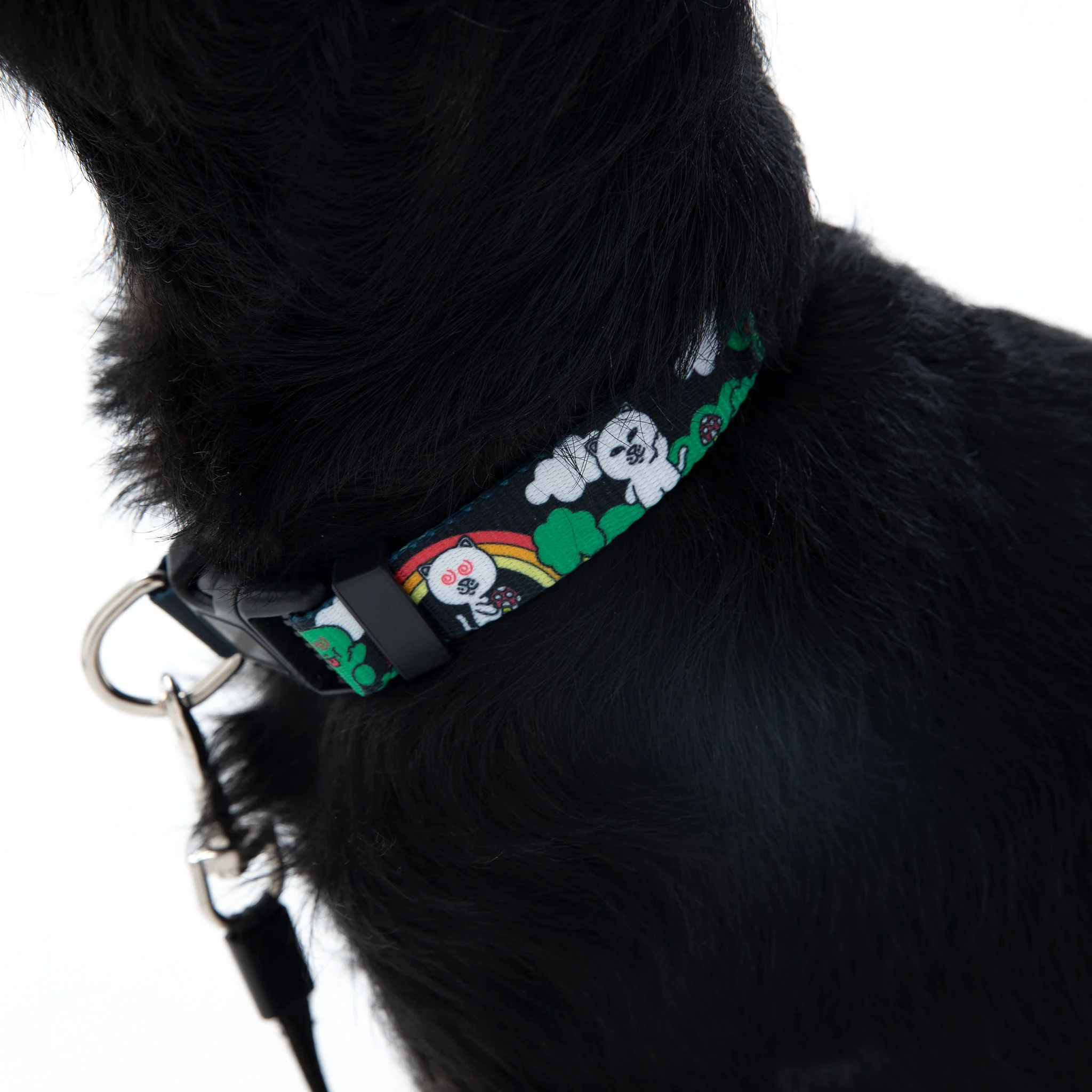 Buddy System Web Belt Pet Collar (Black) - Image 2