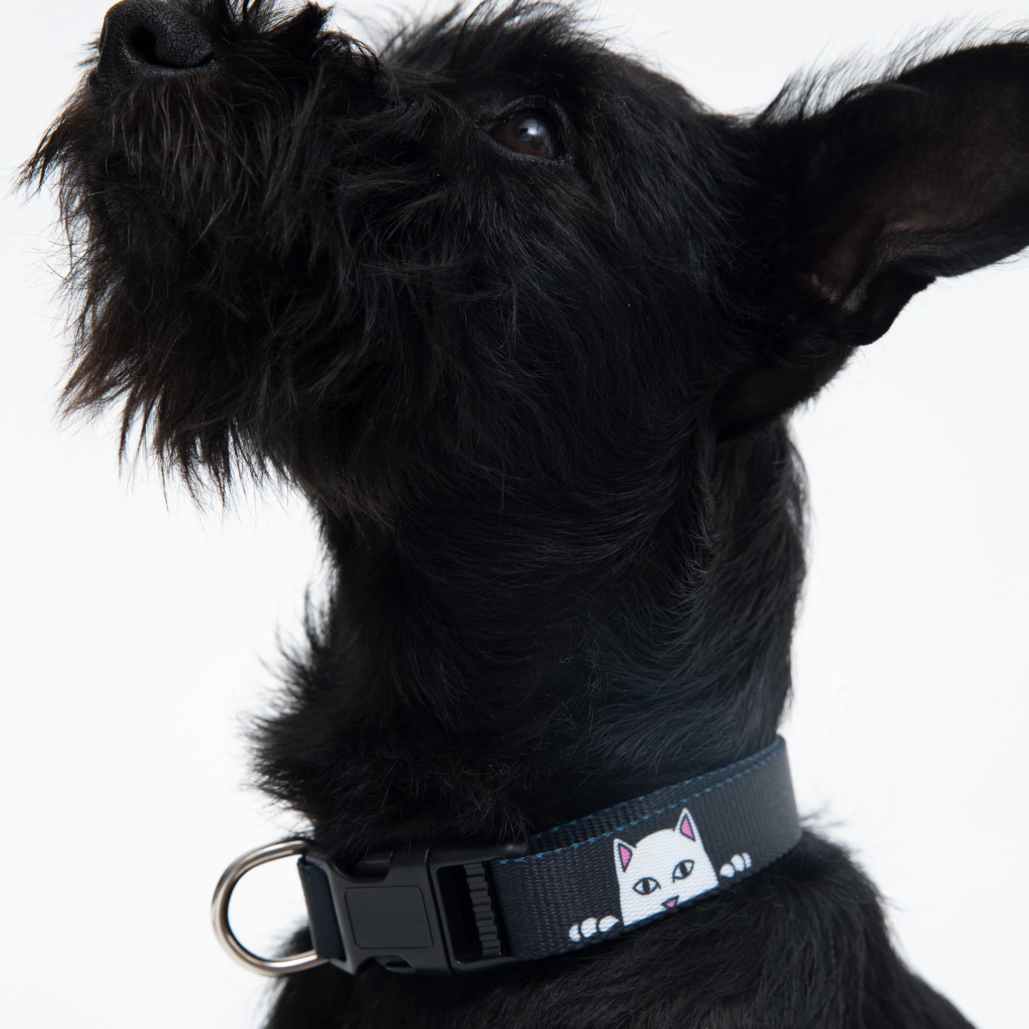 Peek A Nerm Web Belt Pet Collar (Black) - Image 2