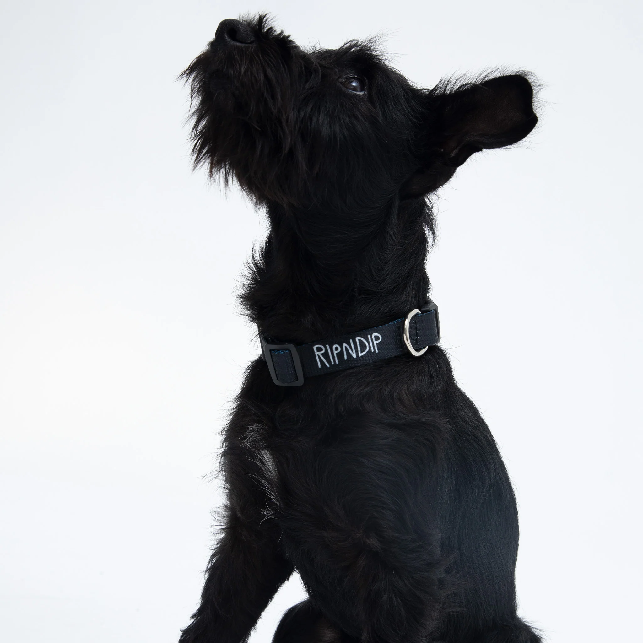 Peek A Nerm Web Belt Pet Collar (Black) - Image 4